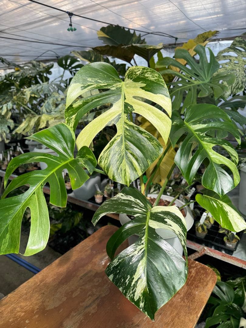 BS5モンステラ　ボルギシアナ　x デリシオーサ　ミント　美斑入り作品株