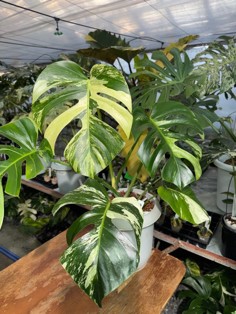 BS5モンステラ　ボルギシアナ　x デリシオーサ　ミント　美斑入り作品株