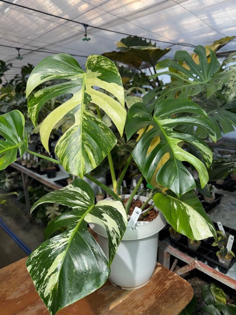 BS5モンステラ　ボルギシアナ　x デリシオーサ　ミント　美斑入り作品株