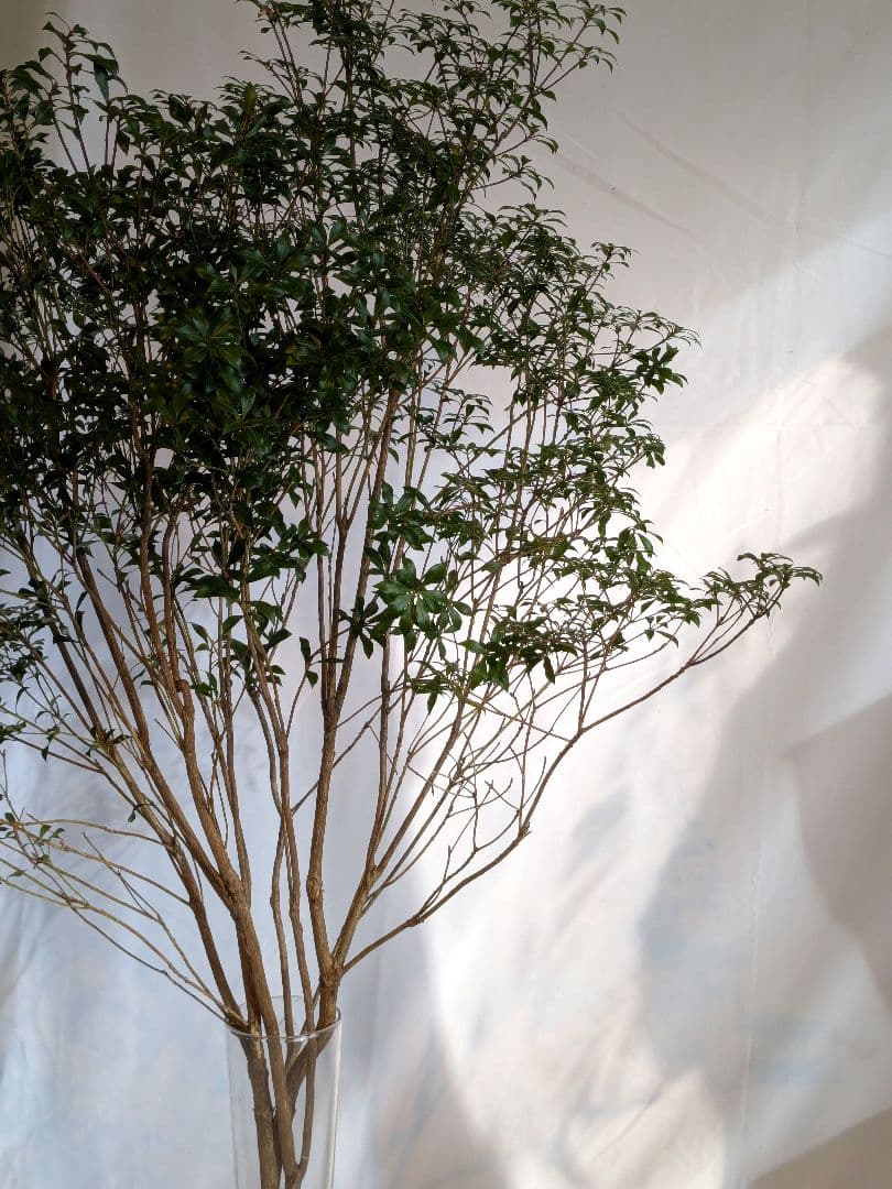 【一点物】山採りアセビ約120cm×3本 自然樹形