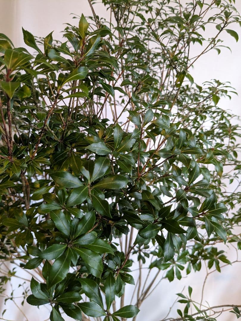 【一点物】山採りアセビ約120cm×3本 自然樹形