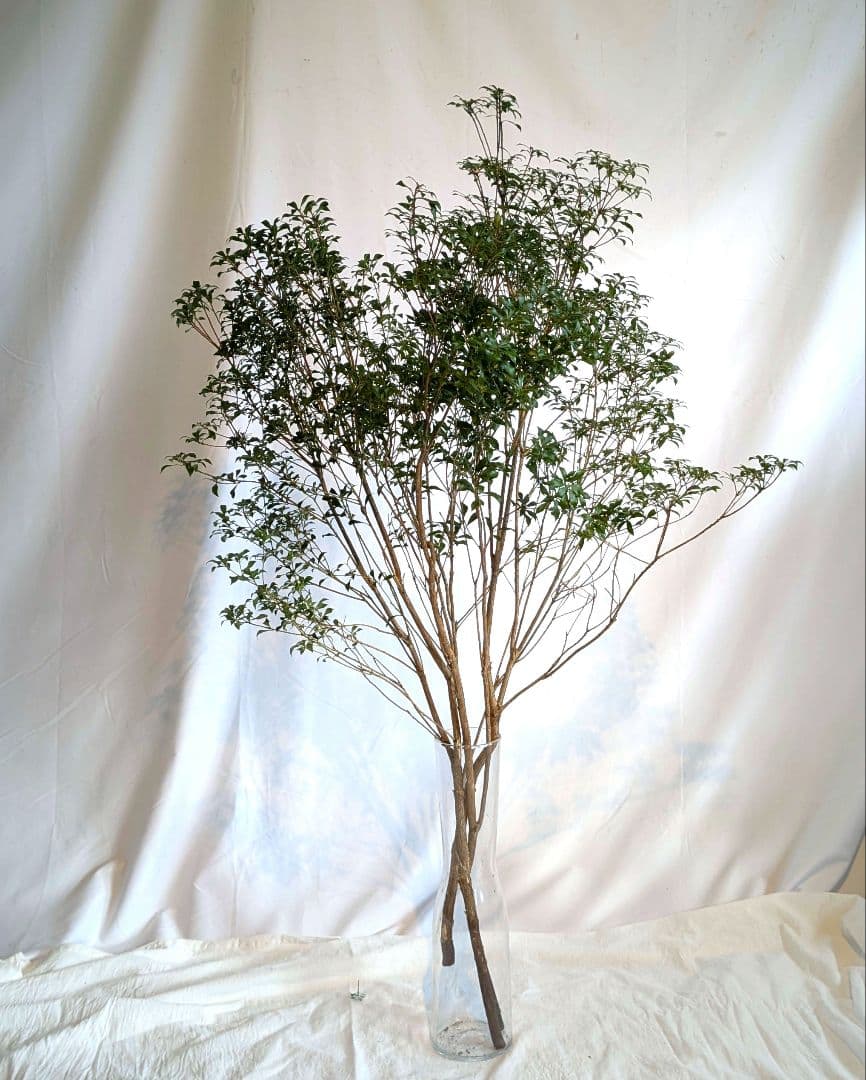 【一点物】山採りアセビ約120cm×3本 自然樹形