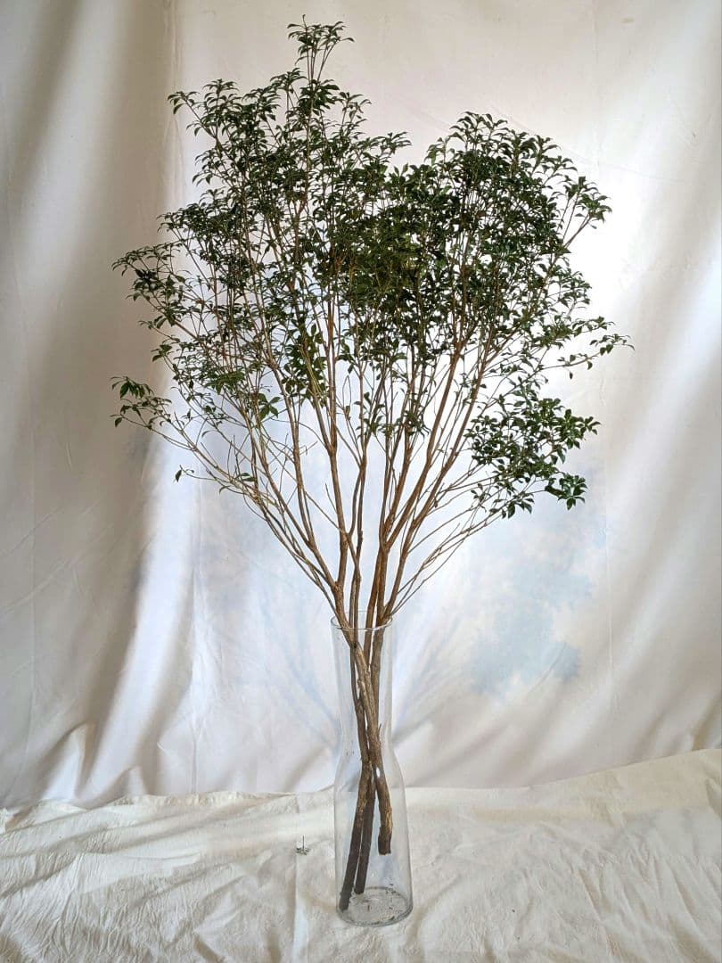 【一点物】山採りアセビ約120cm×3本 自然樹形