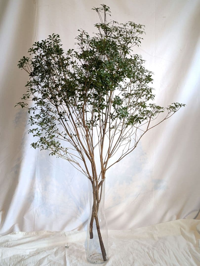 【一点物】山採りアセビ約120cm×3本 自然樹形