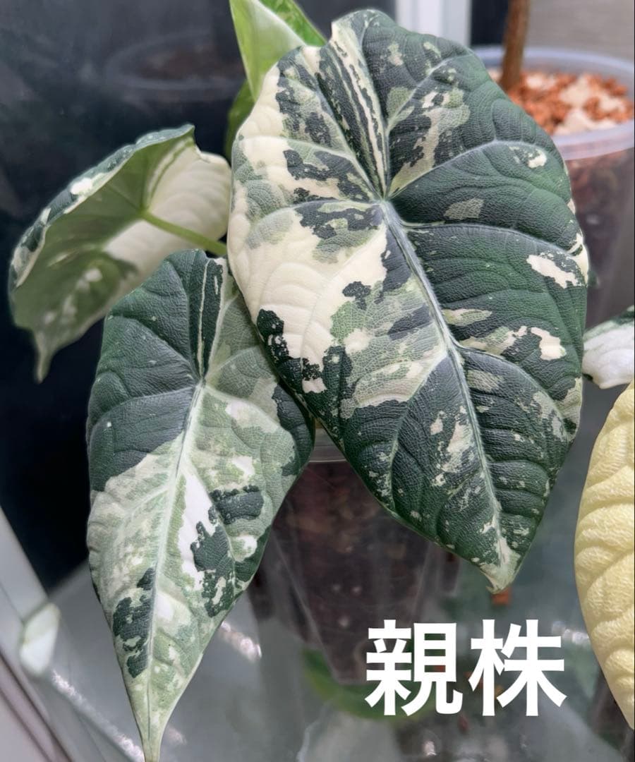 【芋発根済】アロカシア　マハラニ　斑入り