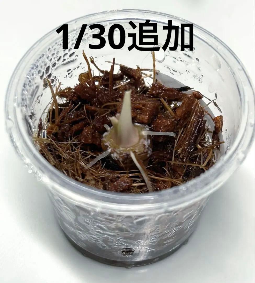 【芋発根済】アロカシア　マハラニ　斑入り