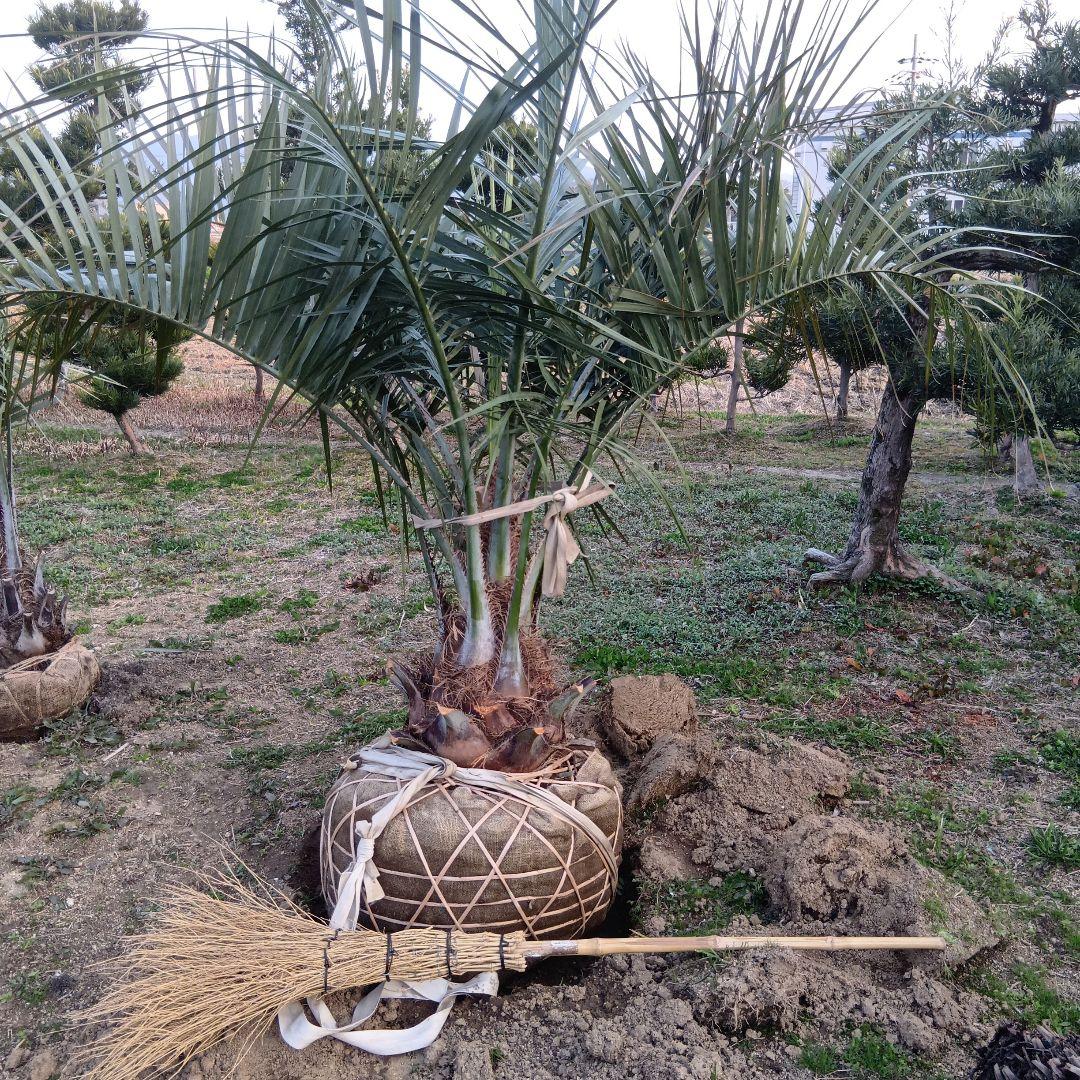 ココスヤシ（巨大サイズ株）インテリア用