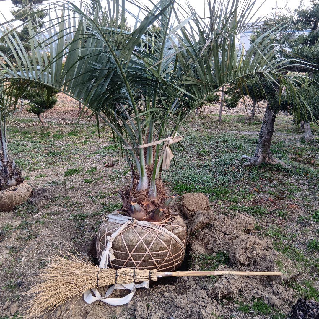 ココスヤシ（巨大サイズ株）インテリア用