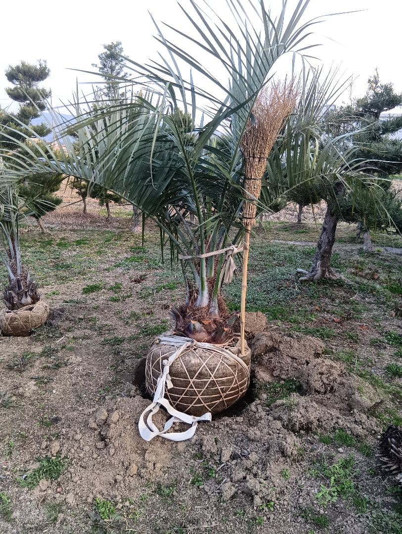 ココスヤシ（巨大サイズ株）インテリア用