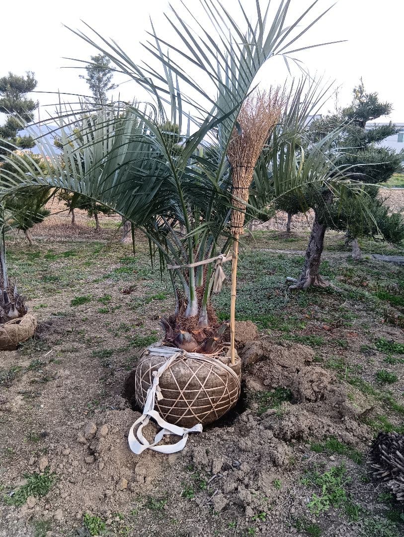 ココスヤシ（巨大サイズ株）インテリア用