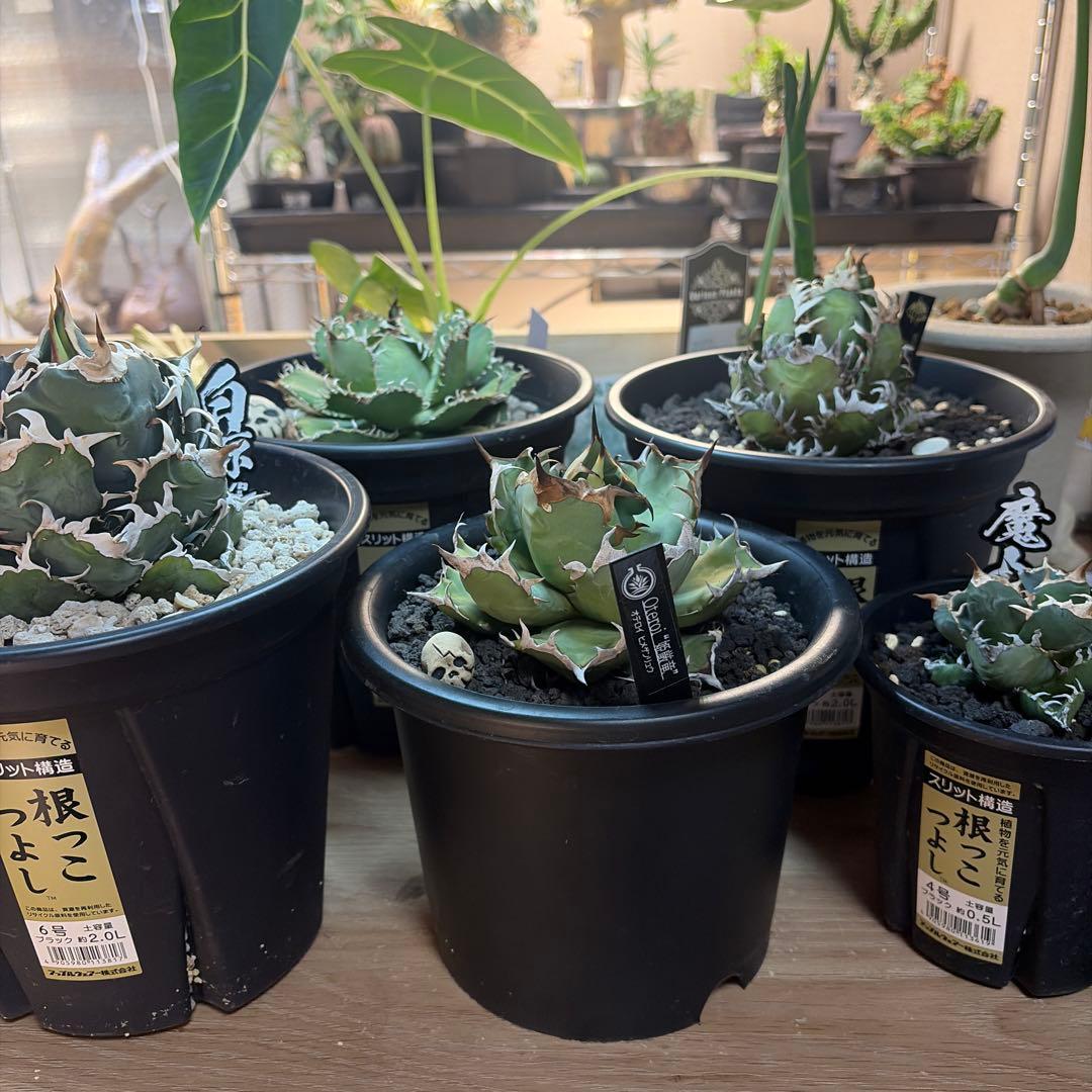 た*ね様 アガベ 5株セット