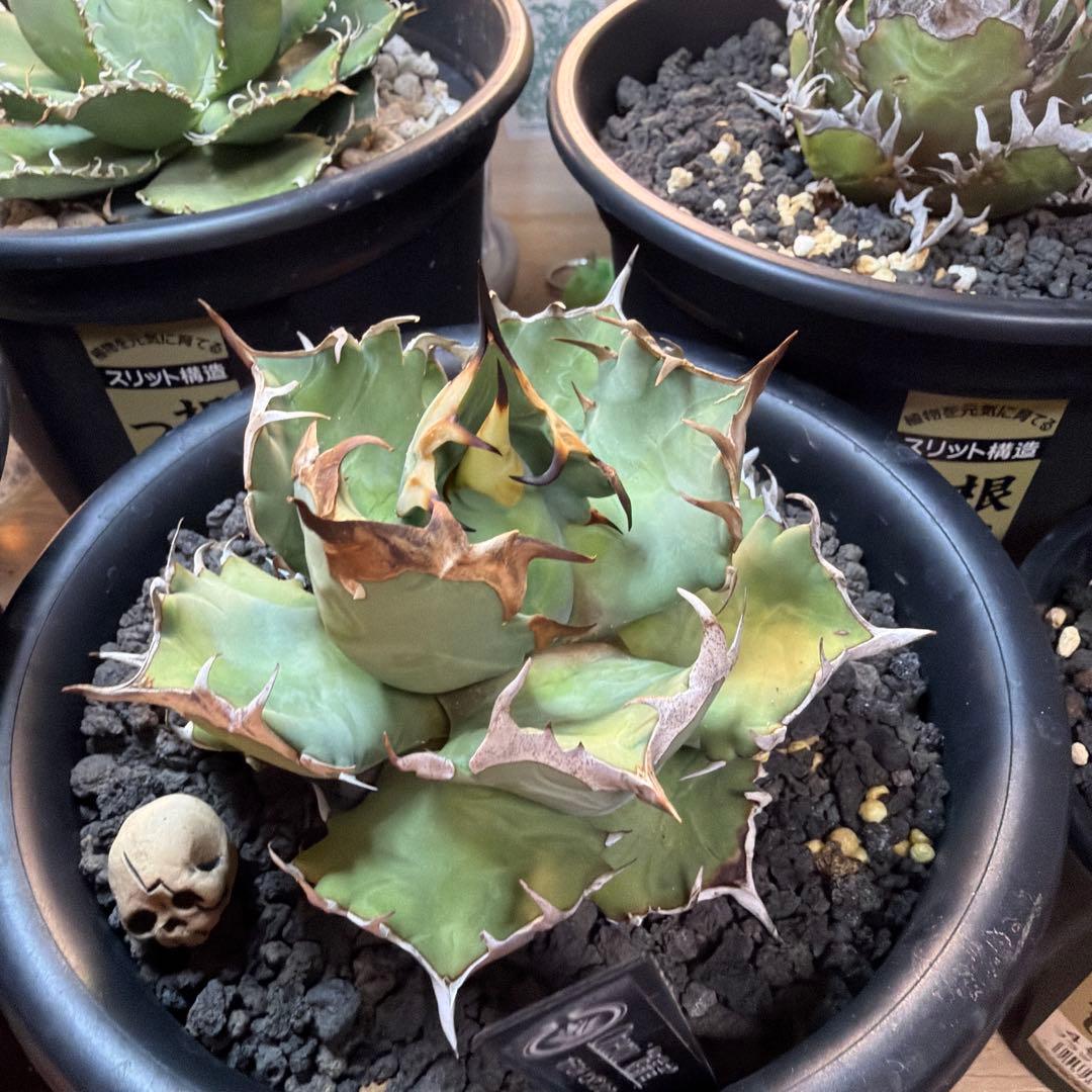 た*ね様 アガベ 5株セット