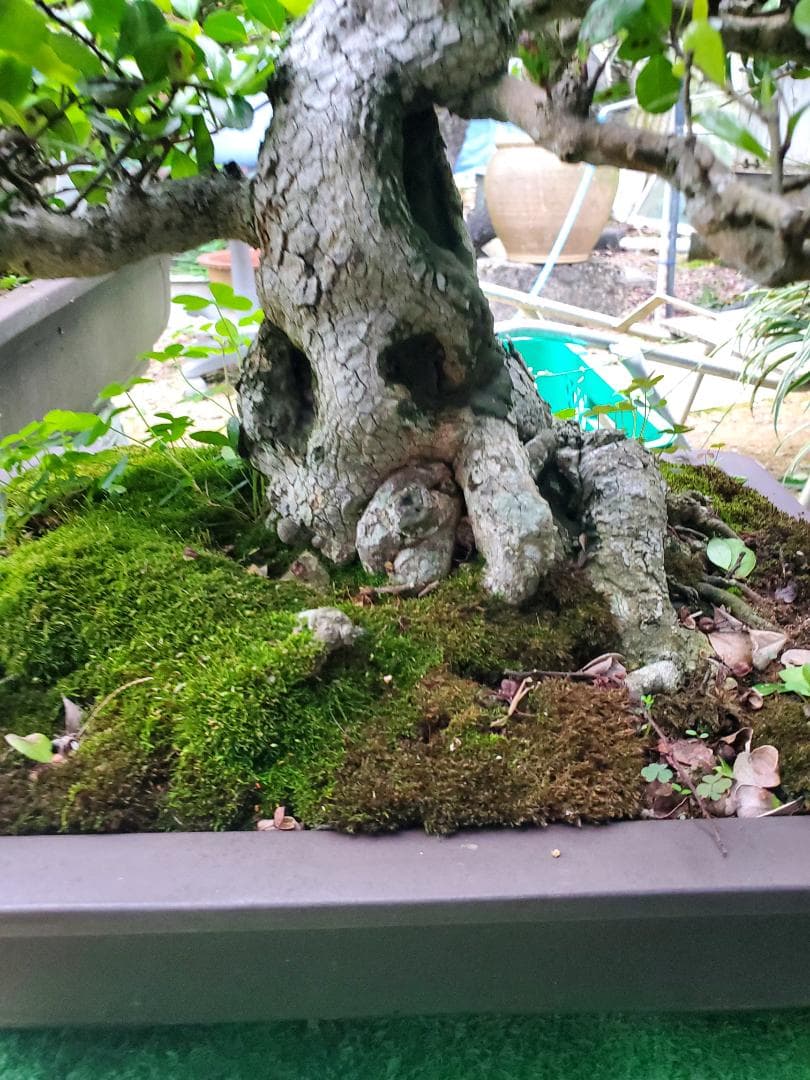 中型盆栽 苔付き マッコウ