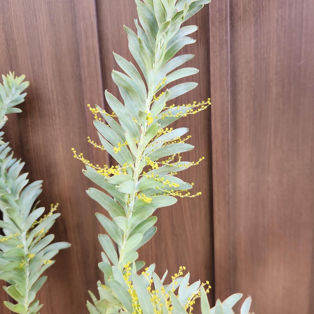 花芽付き　アカシア　ブルーブッシュ　レンガ風石膏鉢植え　苗
