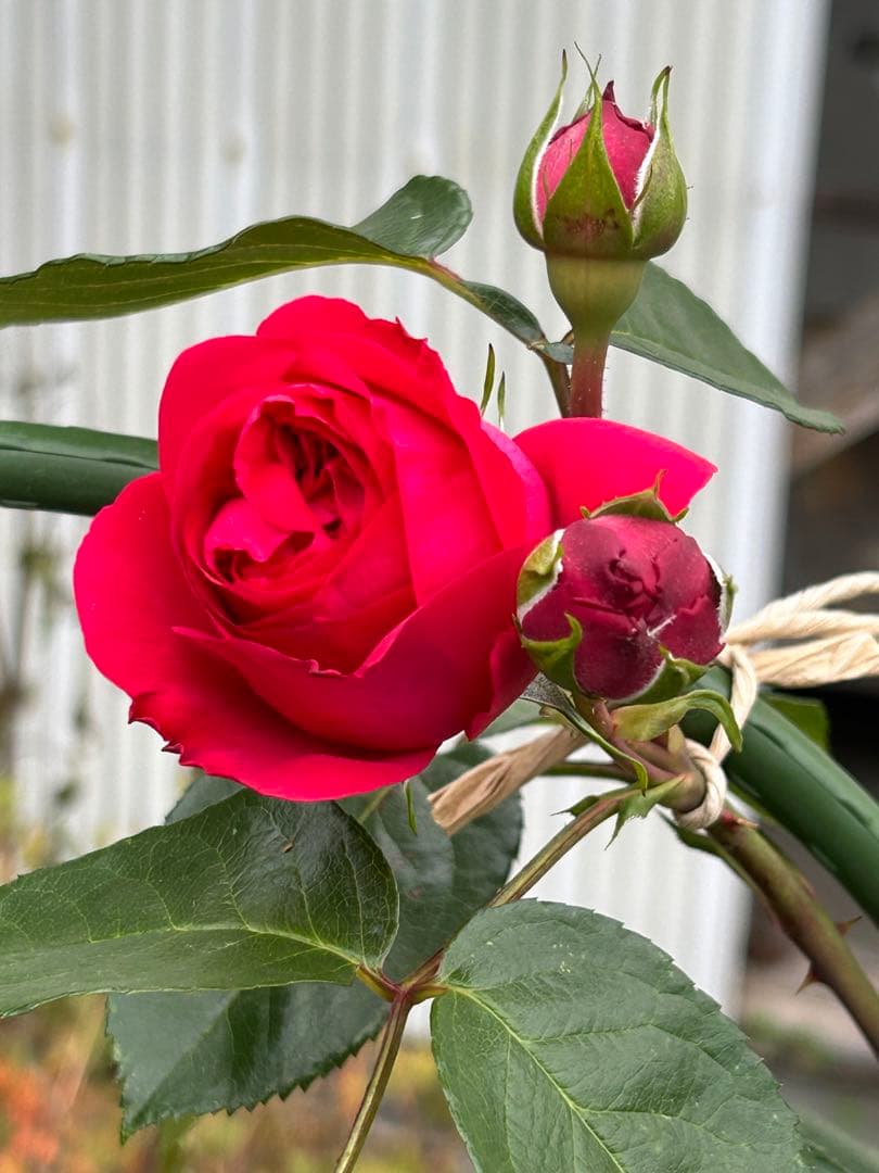 ピエールドゥーサンロール　確認用