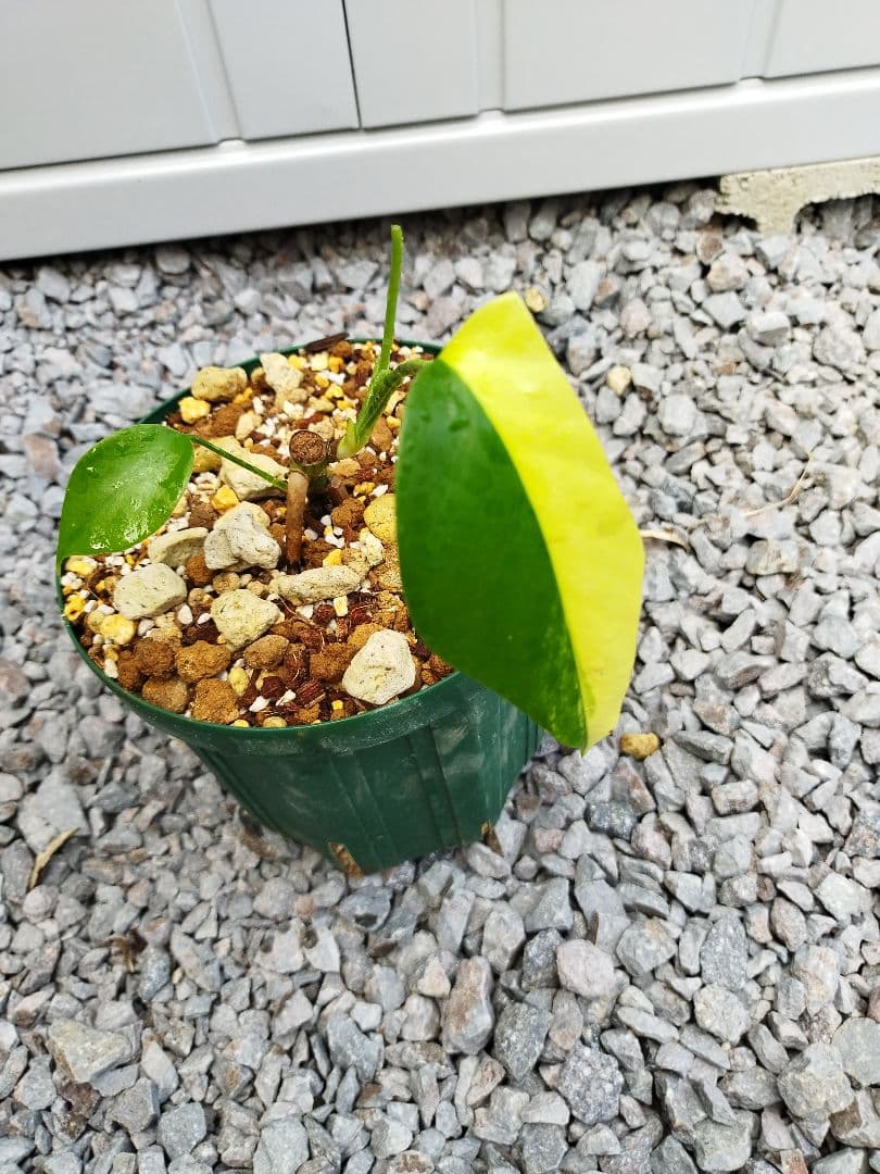 斑入りモンステラA6 イエローマリリンデリシオーサ　鉢ごと発送