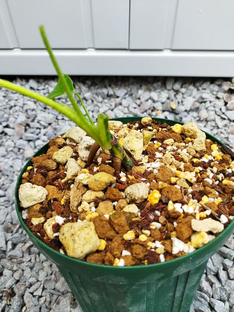 斑入りモンステラA6 イエローマリリンデリシオーサ　鉢ごと発送