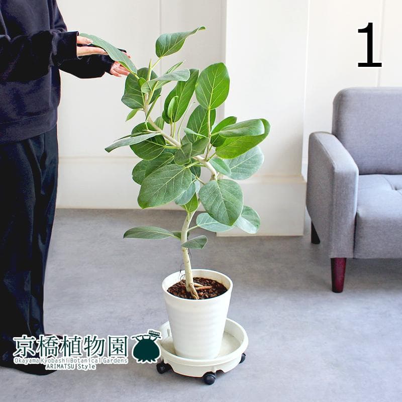 【現品】フィカス・ベンガレンシス・オードリー　曲がり　7号　白セラアート鉢（1）