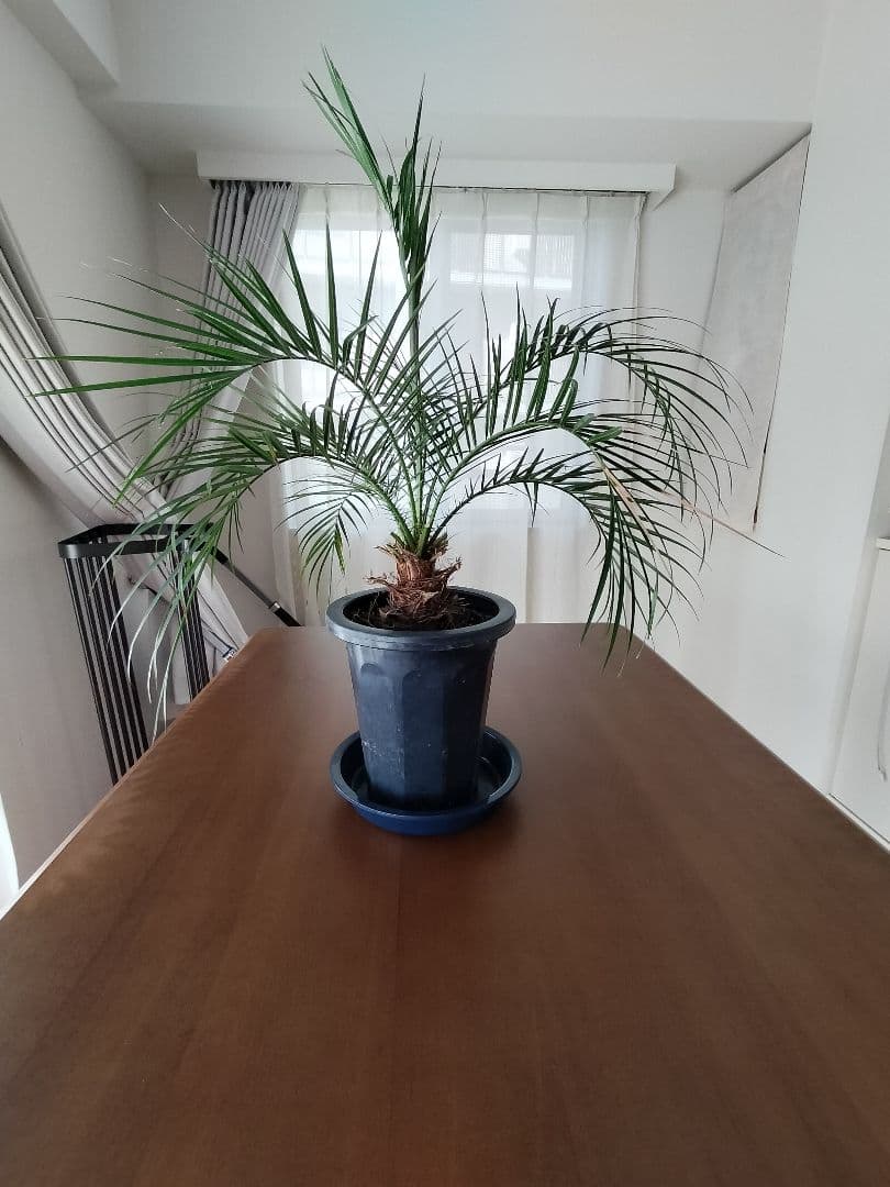 ヤシの木　フェニックスロベレニー　観葉植物 約60cm　初心者向き植物　南国