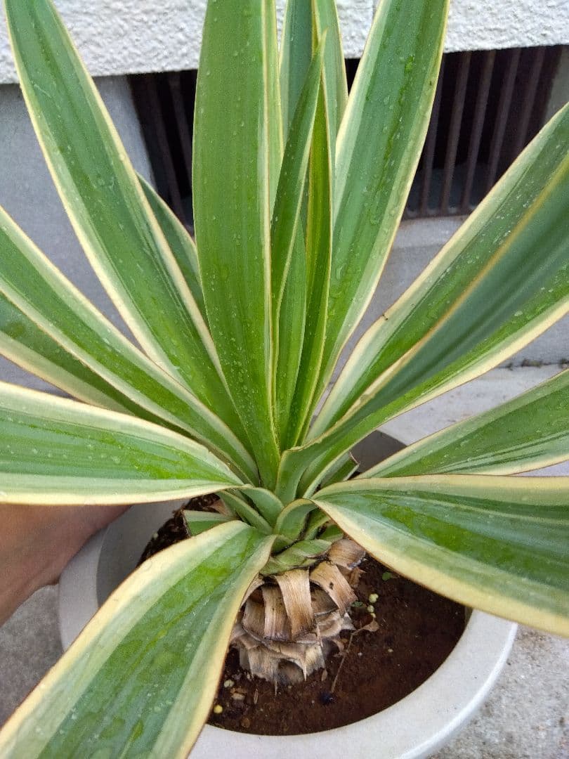 ユッカ　グロリオサ　バリエガータ　8号鉢つき　幹太❗