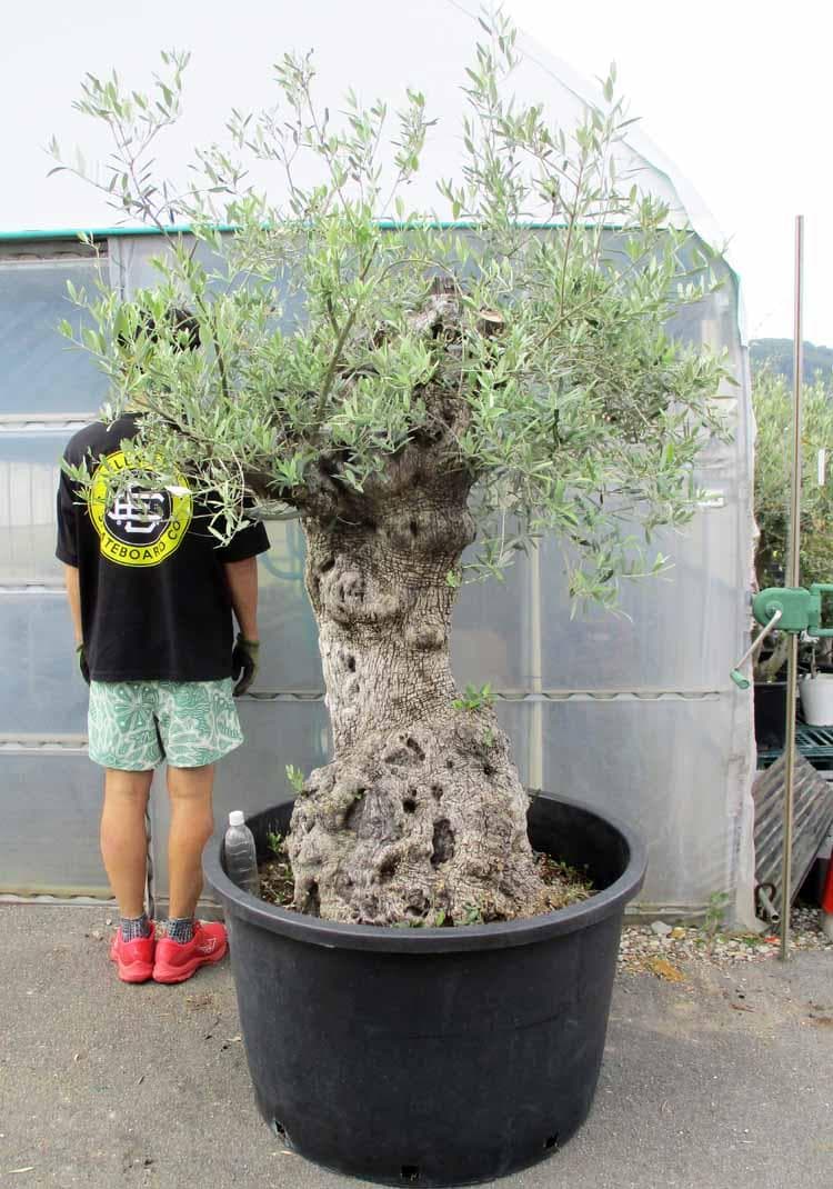 【現品】オリーブの古木　大株　30号相当