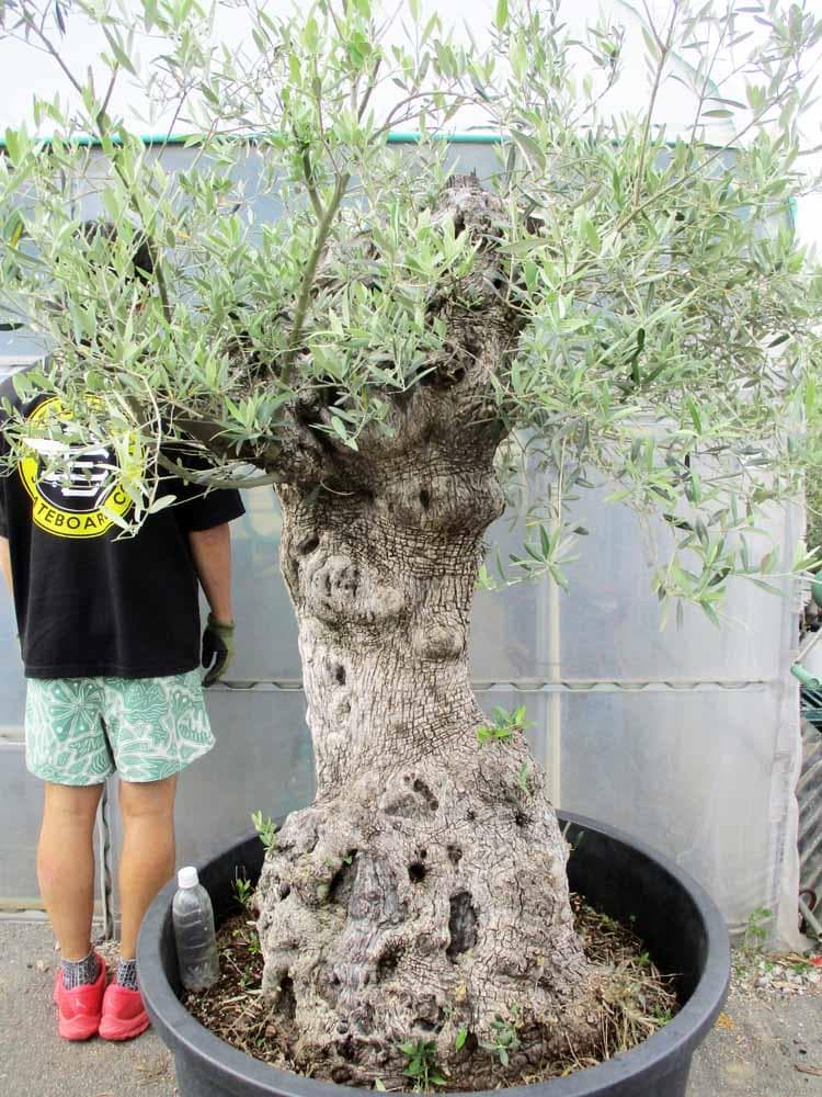 【現品】オリーブの古木　大株　30号相当