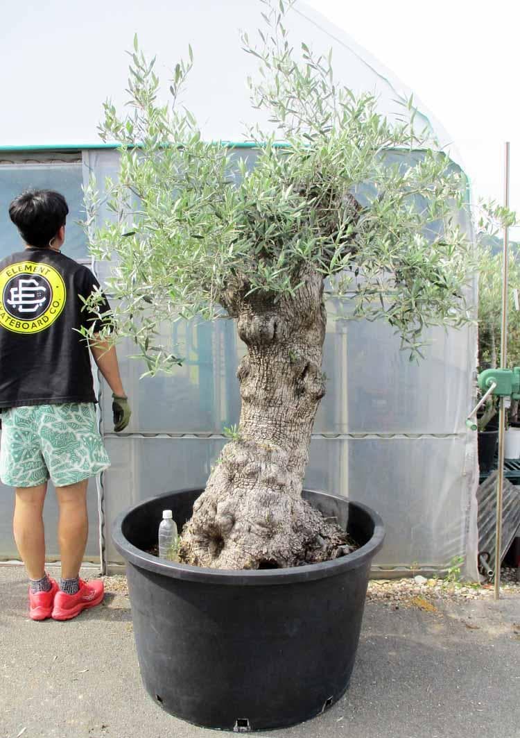 【現品】オリーブの古木　大株　30号相当