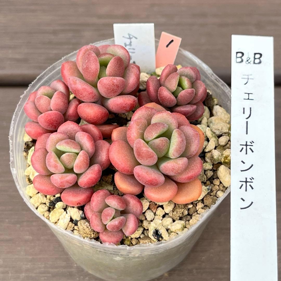 Y♡K多肉様ご確認用　多肉植物