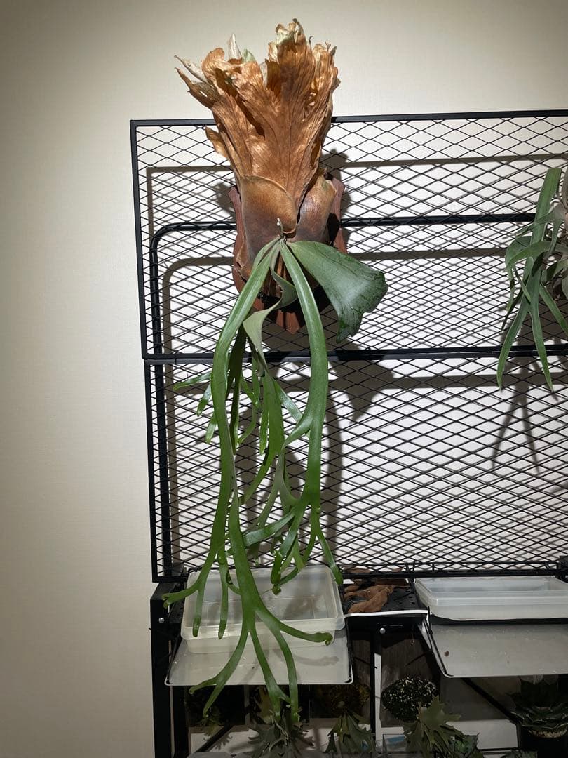 ビカクシダ　ウィリンキー