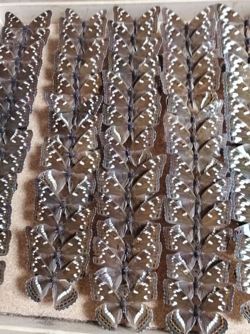 値下げ！ オオイチモンジ 北海道産 雄 × 雌 セット