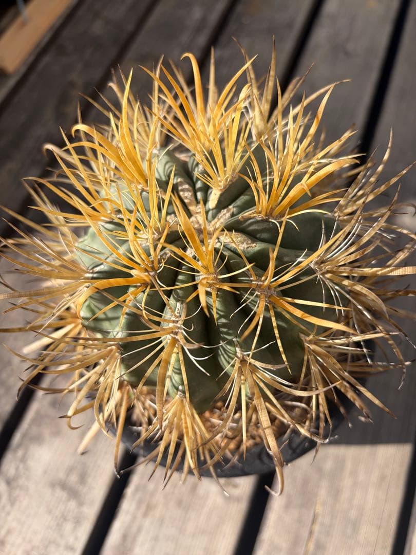 フェロカクタス金冠竜◇多肉サボテン　アガベ ユッカ　ハオルチア　アロエ　チタノタ