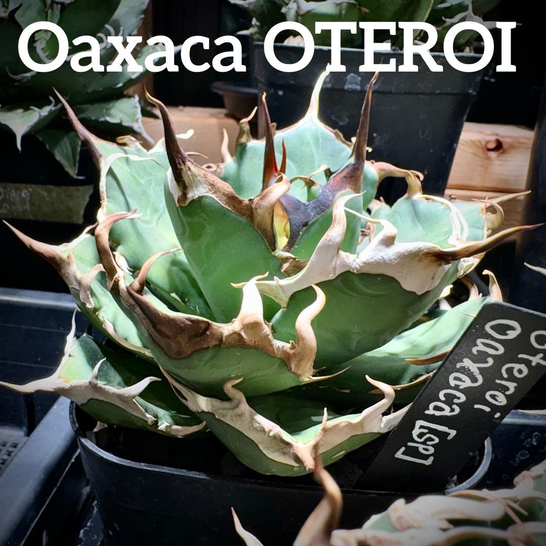 アガベ オアハカ現地株　オテロイ　子株