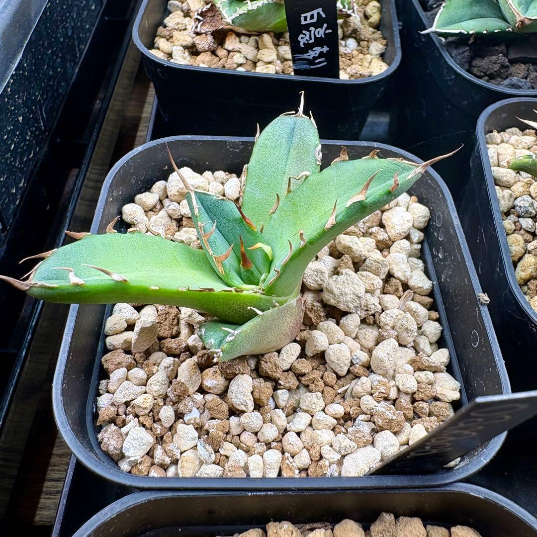 アガベ オアハカ現地株　オテロイ　子株