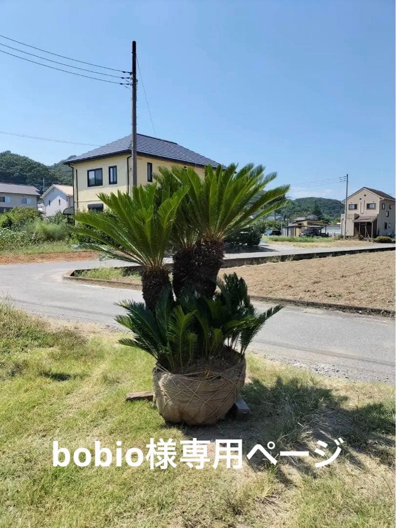 ソテツ 3頭 子株 多数