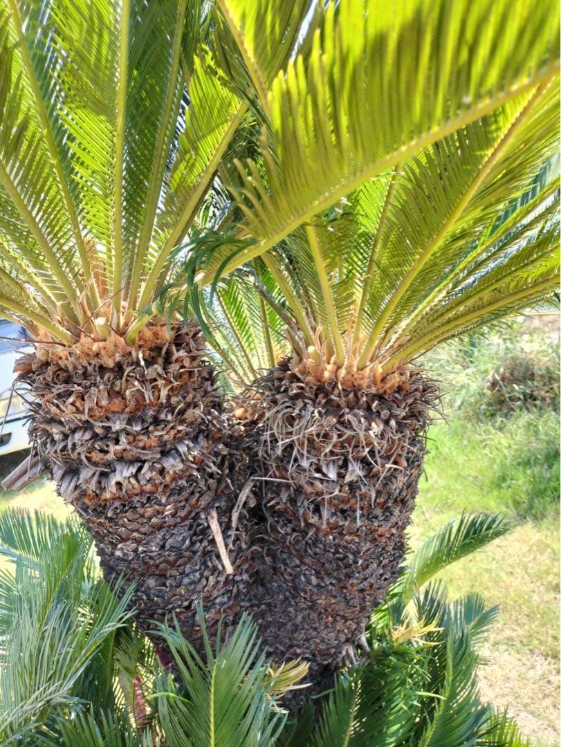 ソテツ 3頭 子株 多数