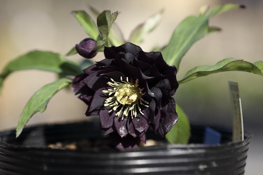 たんたんBwg026 クリスマスローズ 小苗 セット