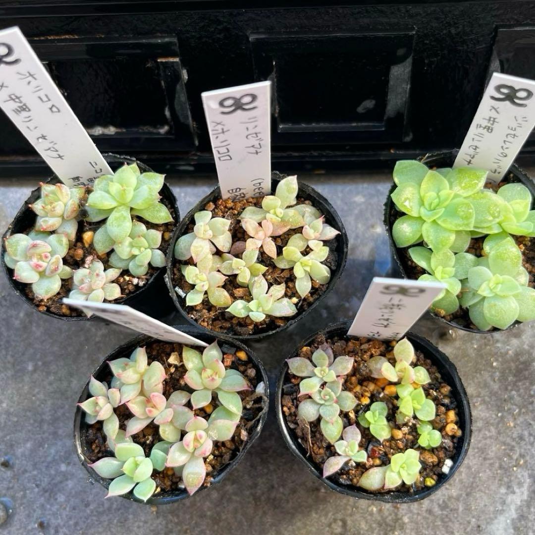 t*o様 2025実生苗セットd 4センチポット