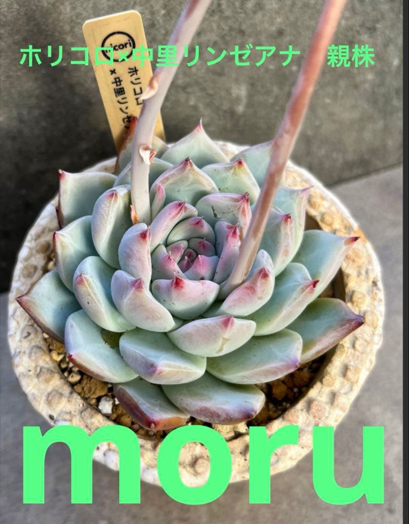 t*o様 2025実生苗セットd 4センチポット