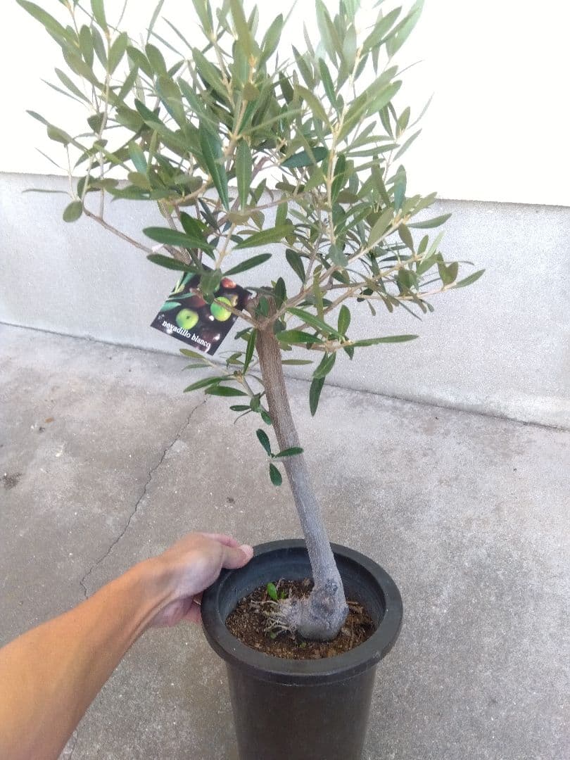 オリーブ　古木　創樹　6号鉢つき　盆栽❗　③