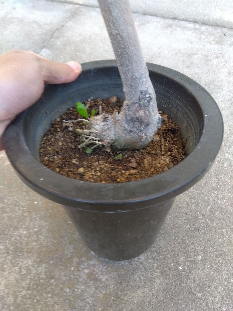 オリーブ　古木　創樹　6号鉢つき　盆栽❗　③