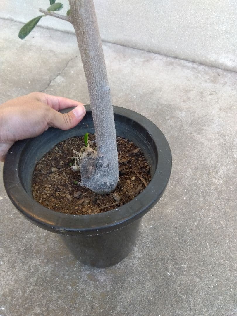 オリーブ　古木　創樹　6号鉢つき　盆栽❗　③