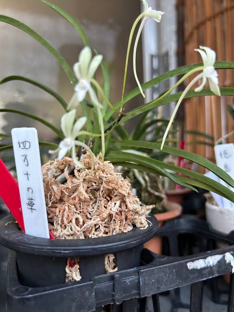 富貴蘭　四万十の華　苗1条子付き 緑花