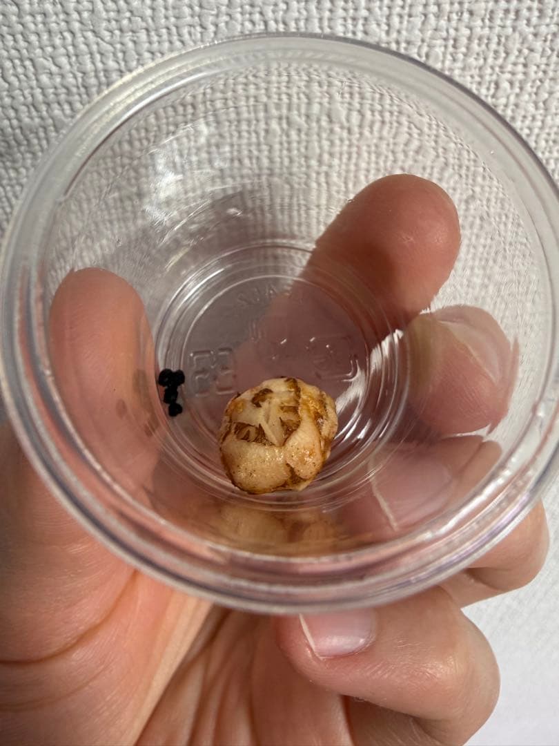 アロカシア斑入り小芋5種