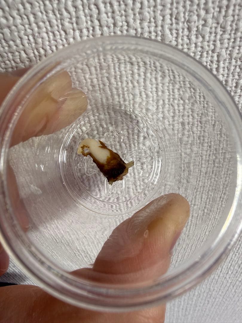 アロカシア斑入り小芋5種