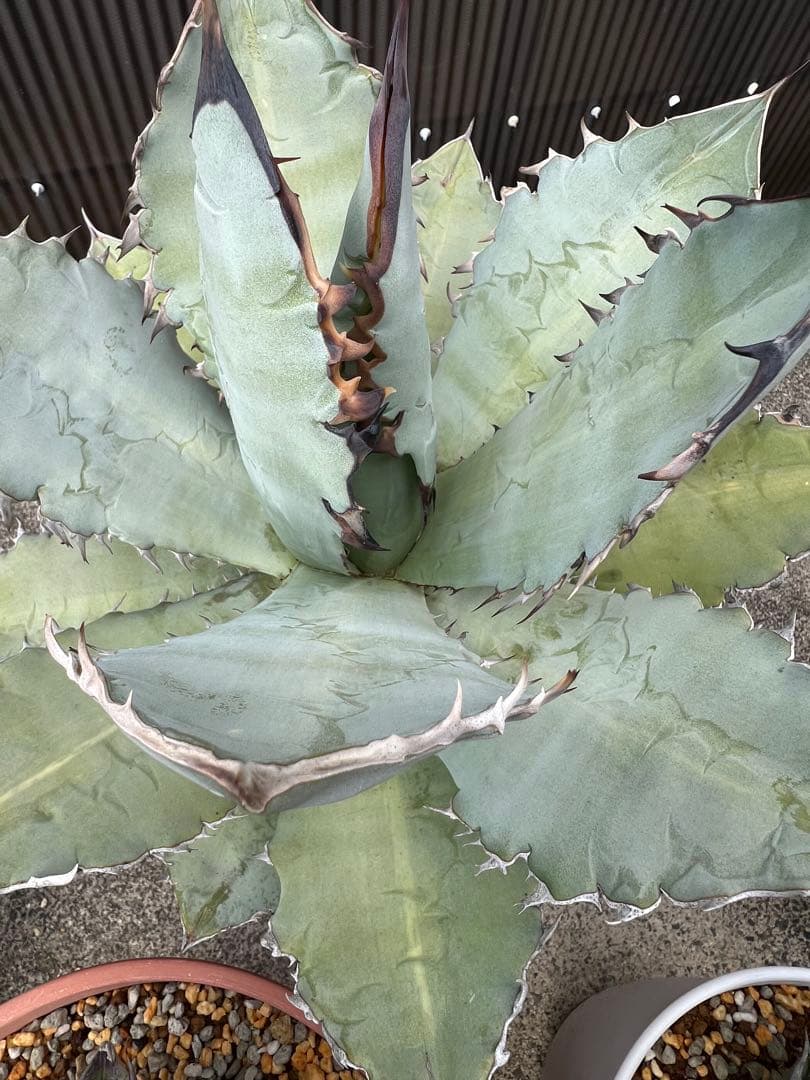 2/5写真UP アガベ チタノタブルー(中型〜大型)鉢ごと発送