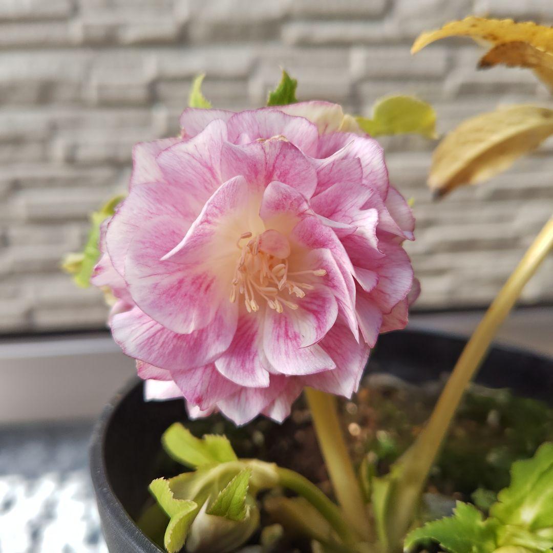 クリスマスローズ 広瀬園芸 ddピンクぼかしオーレア