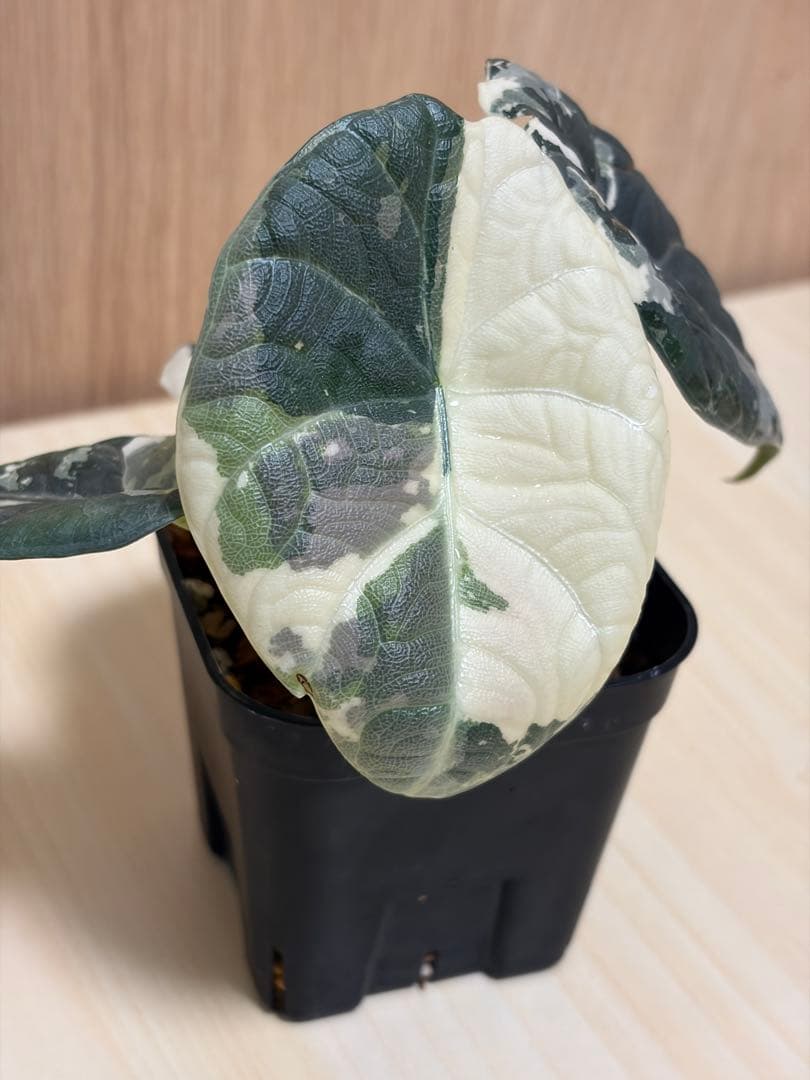 アロカシア マハラニ アルボバリエガータ 極斑