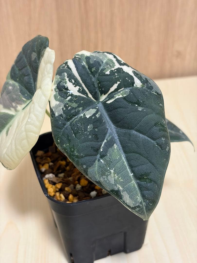 アロカシア マハラニ アルボバリエガータ 極斑