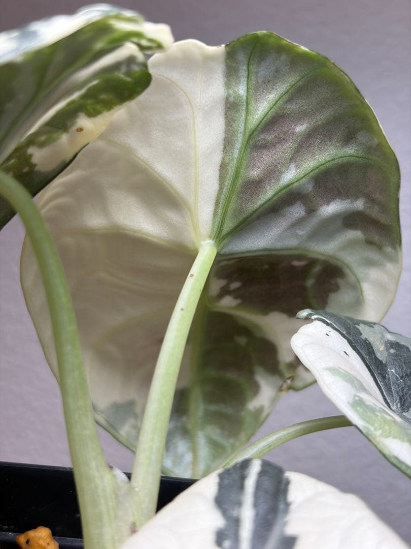 アロカシア マハラニ アルボバリエガータ 極斑