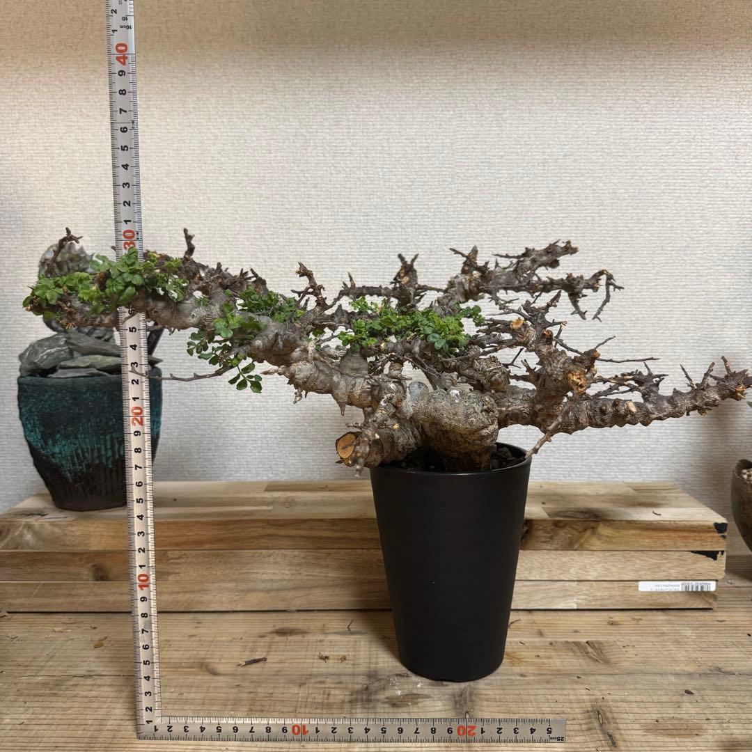 コミフォラ エイル 発根済み 大株XLサイズ